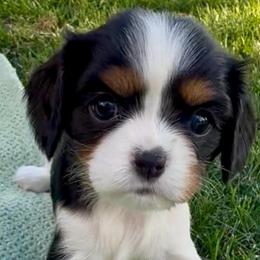 Anneliese - Tri-color female Cavalier King Charles Spaniel puppy in Draper, Utah from Peaks Pups — Exceptional by Nature. Raised with Purpose.