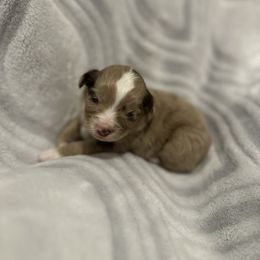 Miniature Australian Shepherd and Toy Australian Shepherd Puppies from Cherry Grove Kennel
