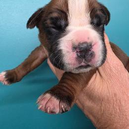 Tonque - Fawn female Boxer puppy in Upper Sandusky, Ohio from Cornish Canines