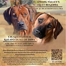 Rhodesian Ridgeback puppies from Abbey Rhode Rhodesian Ridgebacks