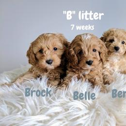 Bernedoodle and Cavapoo Puppies from Wag'in Tails