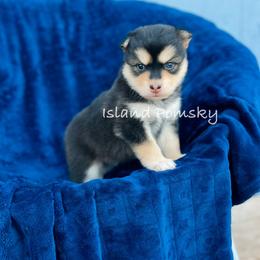 Stella - Black and white female Pomsky puppy in Hawaii from Island Pomskies