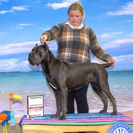 Xina - Cane Corso