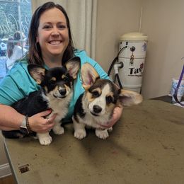 Golden Retriever and Pembroke Welsh Corgi Puppies from Silver Myst Acres