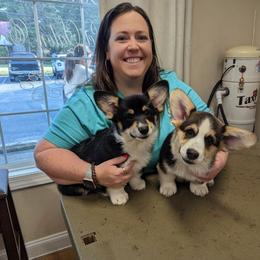 Golden Retriever and Pembroke Welsh Corgi Puppies from Silver Myst Acres