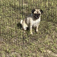 Zuzu - Pug