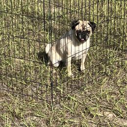 Zuzu - Pug