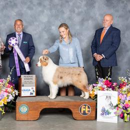 Australian Shepherd All Grown Up from Glenlake Australian Shepherds