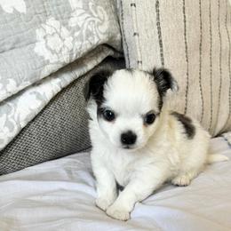 Beau - Blue and white male Chihuahua puppy in Menifee, California from Lane’s Little Long Coats