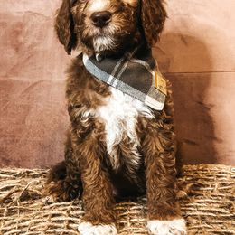 Goldendoodle Puppies from The Doting Doodle