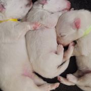 American Eskimo Dog Puppies from Fissan Kennel