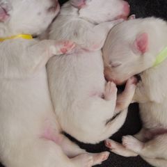 American Eskimo Dog Puppies from Fissan Kennel
