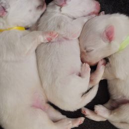American Eskimo Dog Puppies from Fissan Kennel