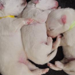 American Eskimo Dog Puppies from Fissan Kennel