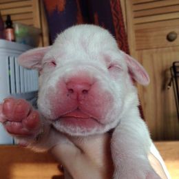 Boxer Puppies from Vintage Boxers