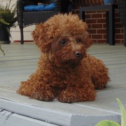 Jasmine - Cockapoo