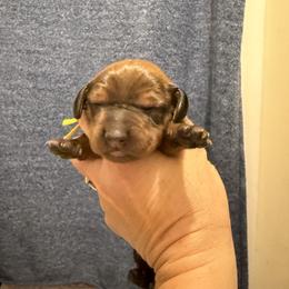 Kegger (Yellow) - Red male Dachshund puppy in Rapidan, Virginia from Cedar Run Border terriers and Dachshunds