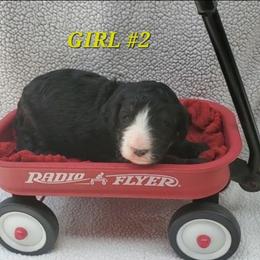 Girl 2 - Tri-color female Bernedoodle puppy in Ball Ground, Georgia from Foothills Family Doodles