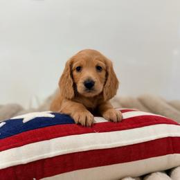 Blue - Red male Dachshund puppy in Red Bluff, California from Down The Hill Potterdale
