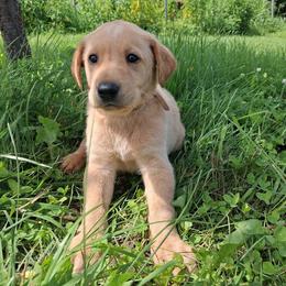 Boy 4 - Yellow male Labrador Retriever puppy in Potosi, Wisconsin from Point and Flush Gun Dogs