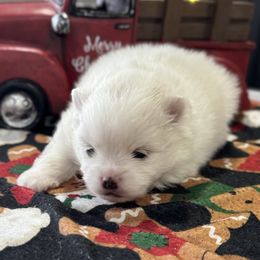 Isabella - Cream parti female Pomeranian puppy in New Lenox, Illinois from Illinois Poms