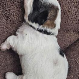 Abraham's Rambling Rose - Black gold and white female Shih Tzu puppy in Woodsfield, Ohio from ROSE LANE SHIH TZUS