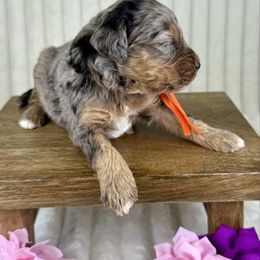Orange collar girl - Merle female Bernedoodle puppy in Crete, Illinois from Plum Valley Pups