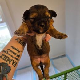 Girl 2 - Liver and white female Shorkie puppy in North English, Iowa from Countryside Yorkies