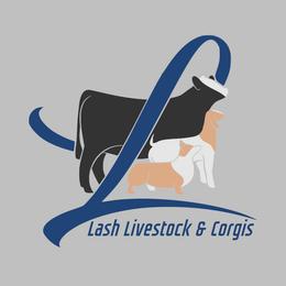 Pembroke Welsh Corgis from Lash Livestock & Corgis