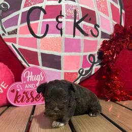 Ozzy - Liver male Miniature Schnauzer puppy in Lufkin, Texas from C&K’s Schnauzer House
