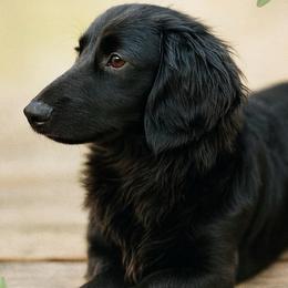 Coal - Dachshund