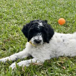 Lily - Black and white female Aussiedoodle puppy in Waelder, Texas from Aussiedoodles of Austin