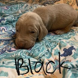 Weimaraner Puppies from Golden Hill’s Weimaraner’s