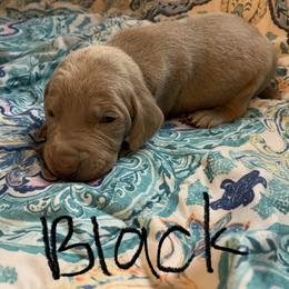 Weimaraner Puppies from Golden Hill’s Weimaraner’s