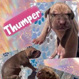 Thumper - Silver female Great Dane puppy in Wellsville, New York from Prophecy Danes