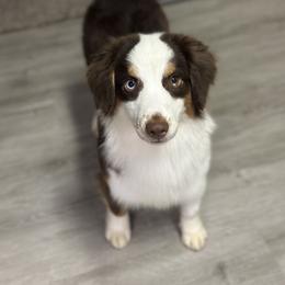 Rylee - Miniature American Shepherd
