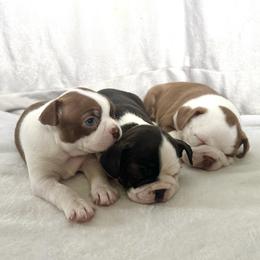 Boston Terrier puppies from Brave Little Bostons in South Carolina