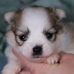 AKC Kobe - Cream sable parti male Pomeranian puppy in Albany, Indiana from Hatz Off Puppies