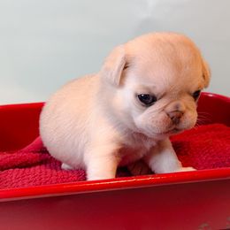Freckles - Red Collar - Cream Pug puppy in Hereford, Arizona from Broken Road Ranch Pugs