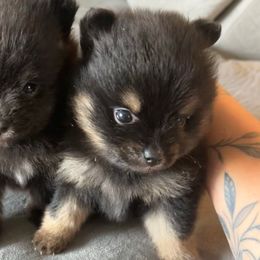 Baby girl - Black and tan Pomeranian puppy in Melbourne, Florida from Temple pomeranians