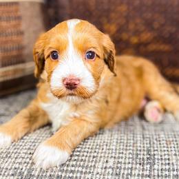 Lassie - Caramel female Australian Labradoodle puppy in Decatur, Alabama from Southern Meadows Doodles