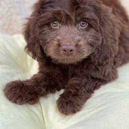 Noah - Brown male Cavapoo puppy in Bellingham, Washington from My Sweet Poodles and Doodles
