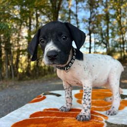 Mulan - Black and white female German Shorthaired Pointer puppy in Dugspur, Virginia from Pilgrims Trails Shorthairs