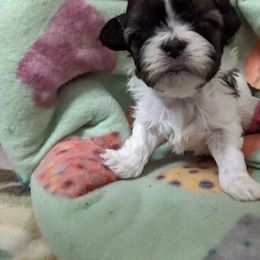 Girl 2 - Black and white Havanese puppy in Montrose, Colorado from Gnomies Furry Friends
