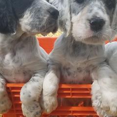 English Setters from Wild Bird Setters
