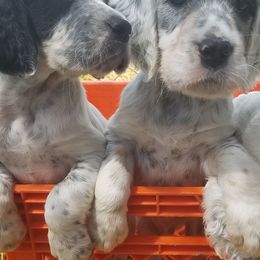 English Setters from Wild Bird Setters