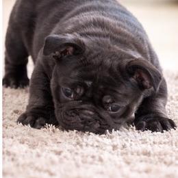 Smudge - Brindle and white male French Bulldog puppy in Kerens, West Virginia from Leather & Lace