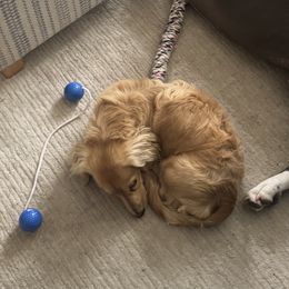 Dachshunds from Sagebrush Doxies
