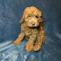 Juniper - Red male Cockapoo puppy in Sunset, Louisiana from Cano Cockapoos