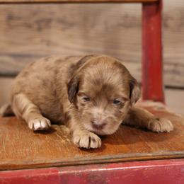 Betsy - Merle female Whoodle puppy in West Bend, Iowa from Blue Skies Terriers